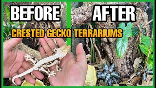 I UPGRADED MY CRESTED GECKO ENCLOSURES Crested Gecko Terrarium Setup [upl. by Nolrac]