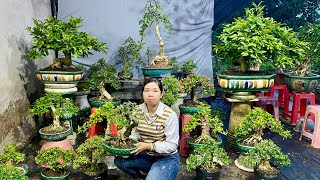 Hân bonsai 157 0829537607 chào bán cây Tùng Sam Mai Giấy Khế Nguyệt Trang [upl. by Ytirev]