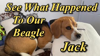 LOOK What Happened to our Beagle [upl. by Imena822]