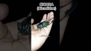 Cicada Sounds The Noisy singer Of Summer shorts shortvideo animals cicada [upl. by Marceau]