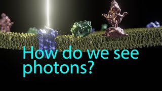 Phototransduction How we see photons [upl. by Niwdog]