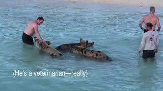 Veterinarian gets bitten on the backside by a wild pig in the Bahamas [upl. by Nhojleahcim]