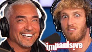 CESAR MILLAN THE DOG WHISPERER  IMPAULSIVE EP 97 [upl. by Darius]