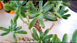 How do I fix my Sedum Pachyphyllum aka banana [upl. by Ahsaelat]