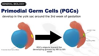 GENERAL BIOLOGY I  GAMETOGENESIS  SPERMATOGENESIS [upl. by Akilat]