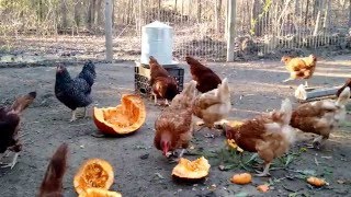 Chickens Eating Pumpkin [upl. by Pollock615]