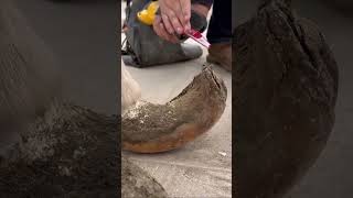 EXTREME NEGLECT horse farrierlife horsecare farrier [upl. by Relyhcs]