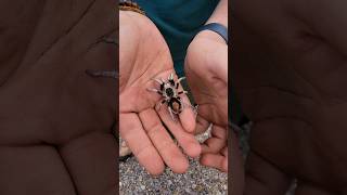 We found a Hapalotremus vilcanota along the side of the road in Peru [upl. by Benton]