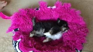 Chihuahua puppy having a seizure 😨 dont panic Its low blood sugar  Sweetie Pie Pets Kelly Swift [upl. by Nedac879]