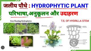 जलीय पौधेHydrophytic plantAdaptationTSof Hydrila stemWater hyacinthजलकुंभी [upl. by Ayotal]