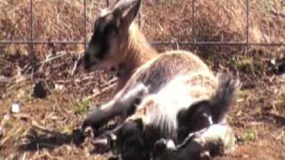 LIVE goat birth [upl. by Hendon]