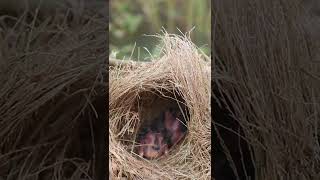 Baby Wild Bird Golden Wao Feed in nest EP019 birds avian babyanimal wildbirdlife babybird [upl. by Yrnehnhoj774]