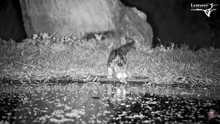 A Little Spotted Genet drinks from the pond Lentorre Kenya Sep 7 2024 220 AM EAT exploreorg [upl. by Rodl836]