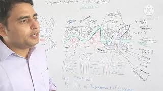 Placoid Scale of Scoliodon [upl. by Aneehsar]