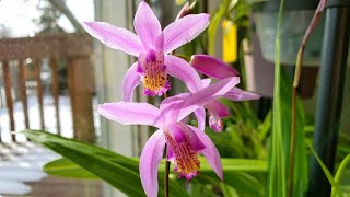 又到白芨兰开花的时候了 Bletilla Striata [upl. by Llebpmac714]