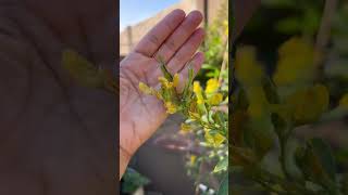 How To Grow Your Own Food Pigeon Peas [upl. by Melissa]