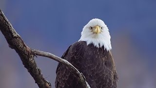 Southeast Alaska Chilkat Autumn Ice amp Eagles [upl. by Salguod395]