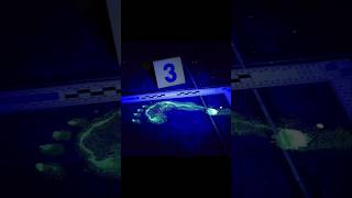 Forensics Luminol DNA amp blood [upl. by Roskes931]