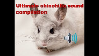 chinchilla sounds noises compilation and what they mean [upl. by Peers]