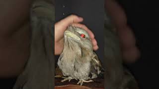 The Tawny Frogmouth nature’s master of disguise [upl. by Aihsa]