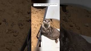 A couple found an orphaned otter and then brought it home animalshorts shortvideo otter [upl. by Vina93]