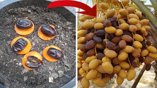 Unique technique of propagating date palm with Carrots and 100 success rate [upl. by Ecyaj]