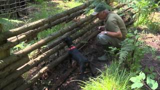 Jagdhundeausbildung im Schwarzwildgatter [upl. by Halyahs938]