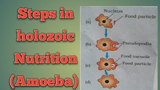 Steps in holozoic Nutrition Chapter 6 NCERT  Video 4 [upl. by Werner]