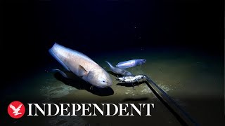 Scientists land deepest ever catch of fish from four miles underwater [upl. by Nisse]