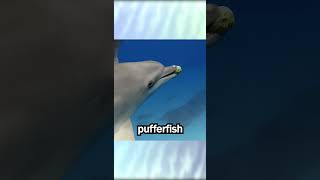 Dolphins enjoy drugs shorts dolphins pufferfish venom high tetrodotoxin cute funny [upl. by Ahon247]