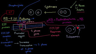 HPVs and Cervical Cancer Part 7 [upl. by Reizarf]