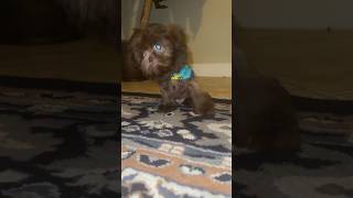 First Grooming Shih Tzu [upl. by Henning]