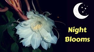 10 Most Beautiful Night blooming Flowers In The World  GardenGraduate [upl. by Anatsirhc822]