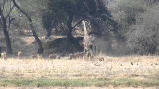 Best Footage EVER of Lion Kills Giraffe Lion vs Giraffe [upl. by Press]