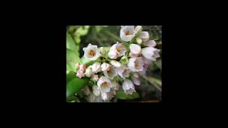 Vaccinium membranaceum or mountain bilberry and Benefits [upl. by Willmert]