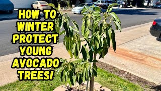 Growing Avocado Trees  Winter Protection Tips [upl. by Esej]