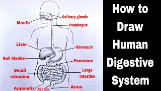 Human Digestive System Drawing  How to Draw Human Digestive System Diagram  मानव पाचन तंत्र चित्र [upl. by Ahsael]