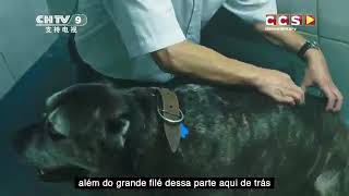 Chinês quer comer cachorro revoltas [upl. by Haswell]