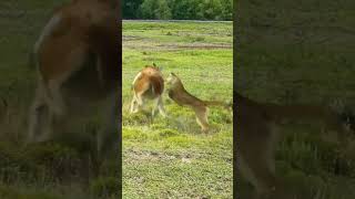 Alpaca vs Jaguar Wild Animals at Close Range Animal Combat Power Competition [upl. by Tyrone]