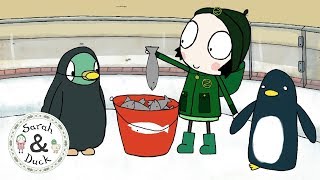 Sarah Duck and the Penguins  Quacky Flappy Clips  Sarah and Duck Official [upl. by Oiragelo]