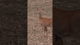 Tiny Fawn Calling for Mama fawn babydeer [upl. by Arba]