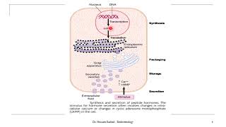 Introduction to endocrine system Lecture 1 part 2 DR HUSSAM RASHED [upl. by Imeon]