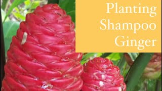 Planting Shampoo Ginger [upl. by Barnes678]