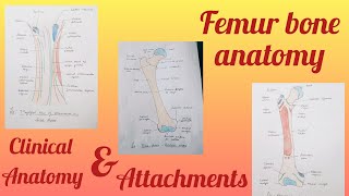 Femur bone anatomy part 1 [upl. by Atrebla924]