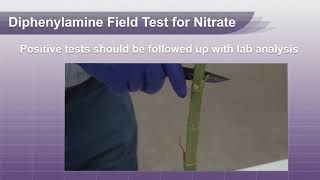 Field Screening Test For Nitrate in Corn or Sorghum Stalks [upl. by Dewie]