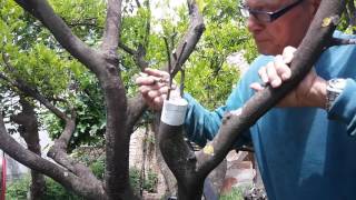 Innesto di Agrumi Arancio su Mandarino  Grafting an Orange [upl. by Breen677]