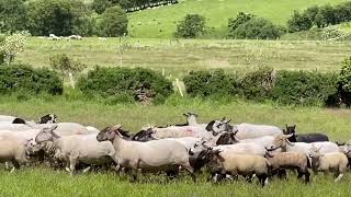 Lot 32  Kilcreen Joe  3724  Farmers Marts Dolgellau Online Sheepdog Auction [upl. by Aramahs]