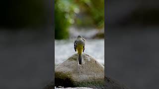 Motacilla cienera wildlifephotography wildlife aves motacillacienera birds [upl. by Mann]