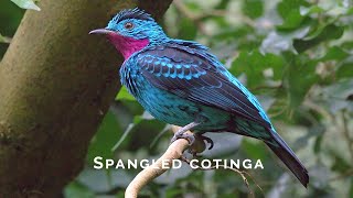 Birds of the World  12  Spangled Cotinga  Cotinga cayana [upl. by Lindo346]