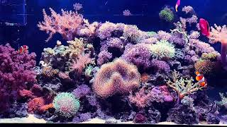 75 gallon Lazy reef [upl. by Dunaville]